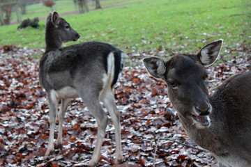 Rehe