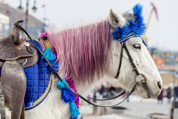 White pony in a smart harness in city downtown. Animals in the city. Using ponies in entertainment....