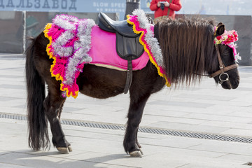 Brown pony in a smart harness in city downtown. Animals in the city. Using ponies in entertainment....