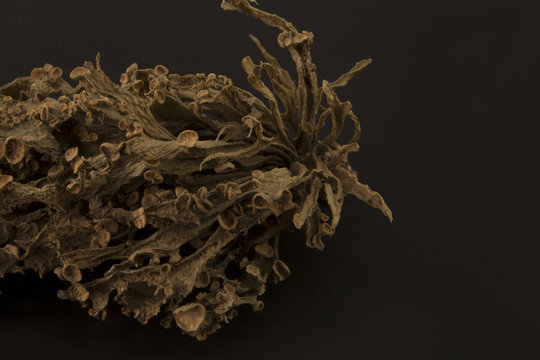 Dried ramalina fraxinea or cartilage lichen closeup abstract background