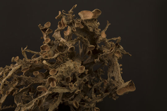 Dried ramalina fraxinea or cartilage lichen closeup abstract background