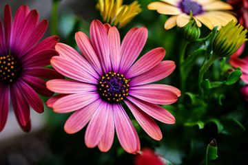 Obraz premium Gerbera Daisies
