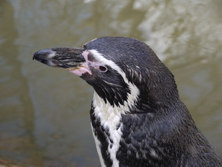 Humboldt-Pinguin