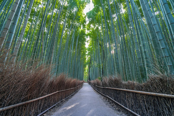 Early morning Wide Angle view of path and sunrays at Sagano Arashiyama Bamboo forest in Kyoto, Japan