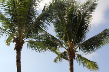 Fototapeta premium Palm Trees in Thailand. Holidays, nature and garden
