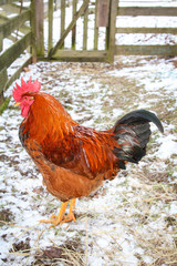 Hahn und Hühner in artgerechter Haltung 