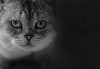 Cat Scottish Fold, chinchilla coloring