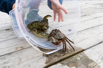 European shore crab fishing released