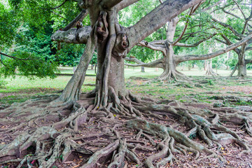 Ficus in Peradeniya Royal Botanical Gardens near Kandy, Sri Lanka