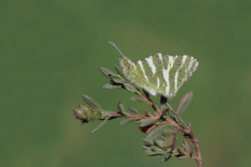 AKDENİZ ÖYKLÖSÜ - Euchioe belemia  © mylasa