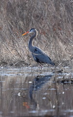Great Blue Heron Fishing