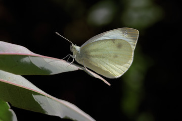 YALANCI BEYAZ MELEK - Pieris napi © mylasa