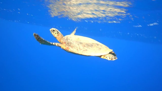 Hawksbill sea turtle swimming in the blue sea underwater, 4K ultra hd 2160p video clip