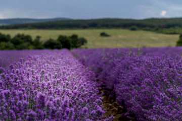 Fototapeta na wymiar Lavender flower blooming fields 