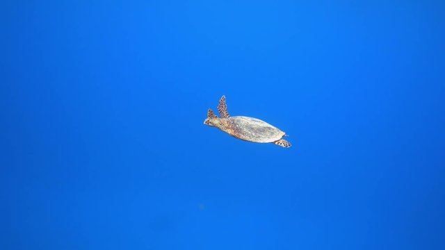 Hawksbill sea turtle swimming in the deep blue sea, 4K UHD 2160p video footage
