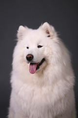 dog breed Russian white husky white fluffy siberian team running jog drifts forest tundra cold fur warm kind homemade black background