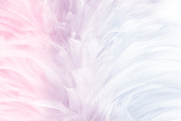 Obraz premium Beautiful colorful feather pattern texture background ,pastel tone