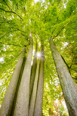 Frühling-Sommer, Sonne schein durchb dichtes Blätterdach im Wald, Blendenstern