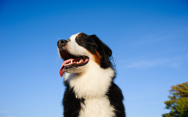 Bernese Mountain Dog outdoor portrait against blue sky
