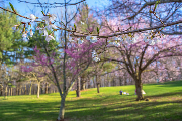 Fototapeta na wymiar Cherry Blossom Branch in Park