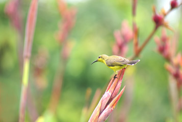 little bird in the nature