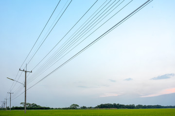 Image of the power line and concrete poles in the green rice field.