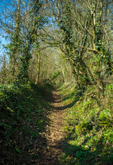 Obraz premium Footpath through typical British English woodland in spring