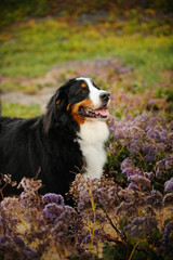 Bernese Mountain Dog outdoor portrait standing in field of flowers