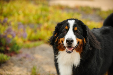 Bernese Mountain Dog outdoor portrait spring