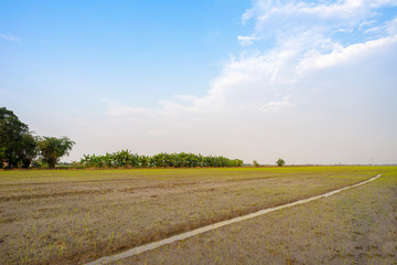 Fototapeta na wymiar Image of jasmine rice farm at a rural part of Thailand.