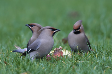 Bohemian waxwing (Bombycilla garrulus)