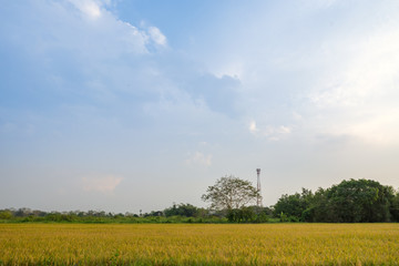 Image of jasmine rice farm at a rural part of Thailand.