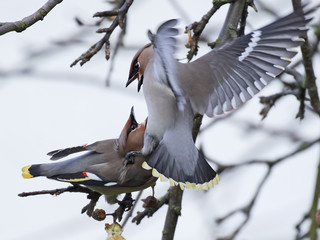 Bohemian waxwing (Bombycilla garrulus)