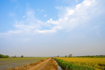 Image of jasmine rice farm at a rural part of Thailand.