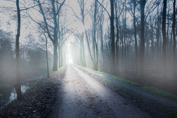 Mystery spooky dark forest with fog in the morning