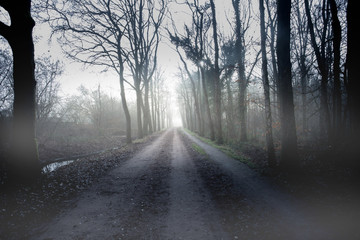 Mystery spooky dark forest with fog in the morning