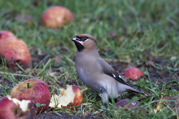 Bohemian waxwing (Bombycilla garrulus)