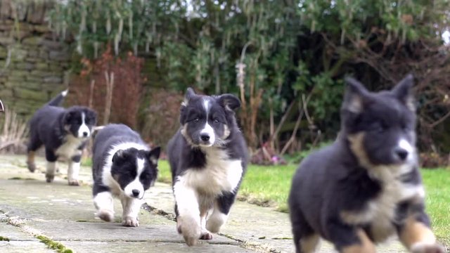 Border Collie puppies running slow motion