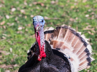 The  head of the turkey male stands with the open plumage on the solar lawn