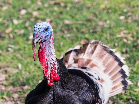 The  head of the turkey male stands with the open plumage on the solar lawn