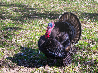 One  turkey male stands with open feathers on a sunny lawn