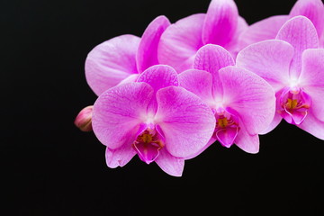 Flowers. Pink orchids. Black background