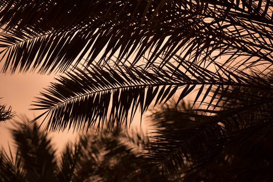 Tropical resort, silhouette of palm tree branches against sky background