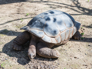 A large  earth turtle crawls on the ground on a sunny day