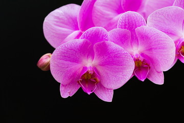 Fototapeta na wymiar Flowers. Pink orchids. Black background
