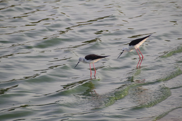 Black-winged Stilt (Himantopus himantopus) in Udawalawe National Park, Sri Lanka
