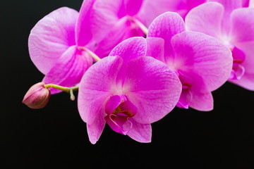 Naklejka na ściany i meble Flowers. Pink orchids. Black background