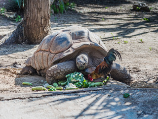 A large  earthen turtle eats vegetables scattered on the ground