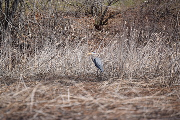 Great Blue Heron