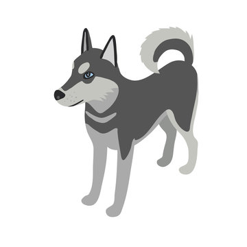 Husky dog isometric isolated